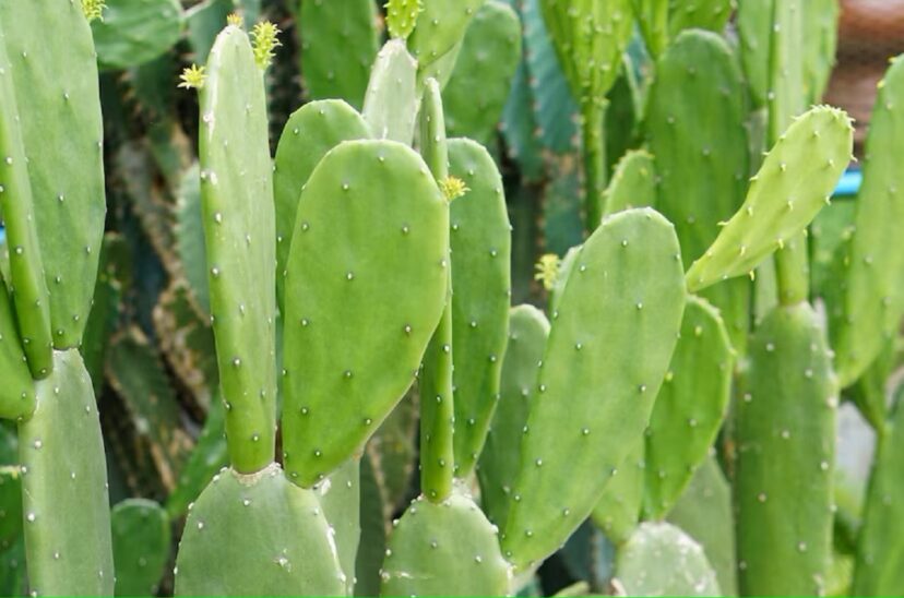 Nopal