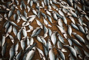 pesca en Peru