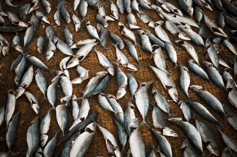 pesca en Peru
