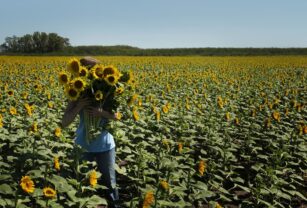 cosecha-de-girasol