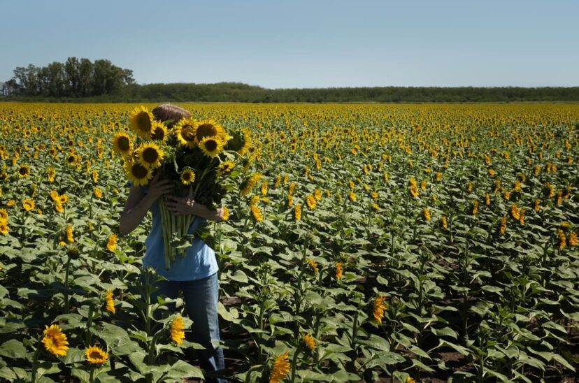cosecha-de-girasol